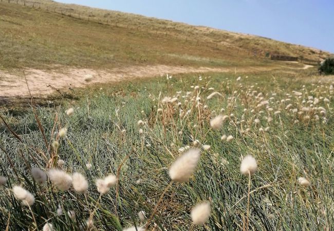 Apartment in St. Hilaire de Riez - 100m from Mouettes beach, flat for 4 Apartment in St. Hilaire de Riez - 100m from Mouettes beach, flat for 4